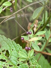 Galium trifidum