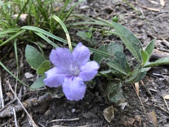 Ruellia humilis