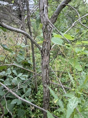 Quercus bicolor