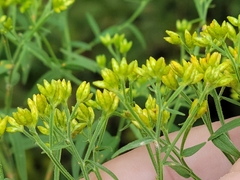 Euthamia graminifolia nuttallii