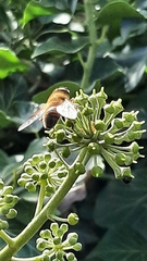 Eristalis tenax