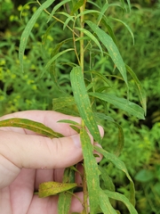 Euthamia graminifolia nuttallii