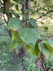 Betula papyrifera