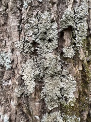 Phaeophyscia squarrosa