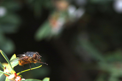 Brachycera