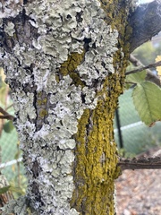 Parmelioideae