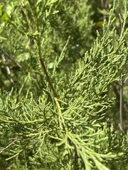 Chamaecyparis thyoides