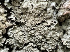 Phaeophyscia squarrosa