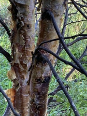 Betula papyrifera