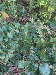 Ligustrum