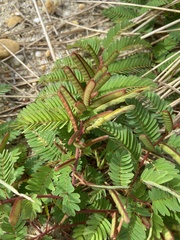 Chamaecrista