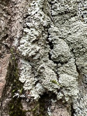 Phaeophyscia squarrosa