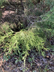 Juniperus