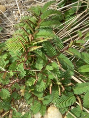 Chamaecrista