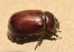 Oxygrylius ruginasus