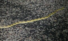 Bogertophis subocularis