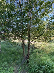 Betula papyrifera