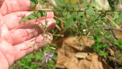Symphyotrichum shortii