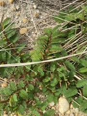 Chamaecrista