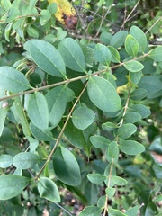 Ligustrum