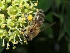 Apis mellifera