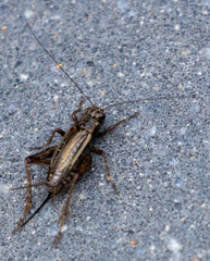 Allonemobius fasciatus