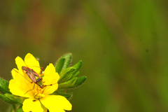 Pseudopantilius australis