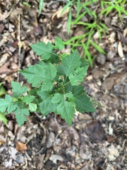 Crataegus phaenopyrum