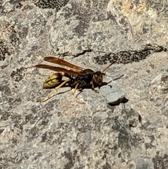 Mischocyttarus flavitarsis