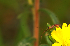 Pseudopantilius australis