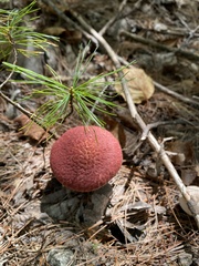 Suillus spraguei