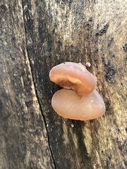 Auricularia auricula-judae