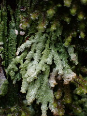 Icmadophila ericetorum