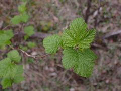 Physocarpus capitatus