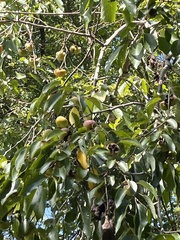 Diospyros