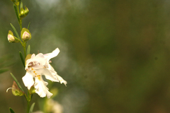 Prostanthera