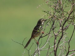 Prinia maculosa maculosa