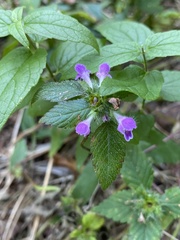 Galeopsis