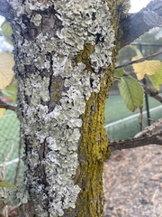 Parmelioideae