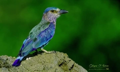 Coracias benghalensis