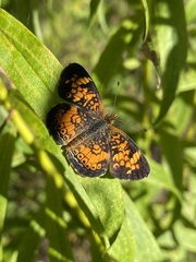 Phyciodes