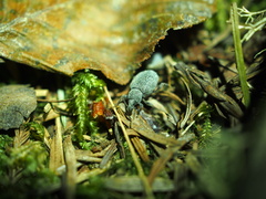 Otiorhynchus rugosostriatus