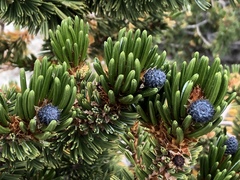 Pinus balfouriana