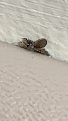 Clogmia albipunctata