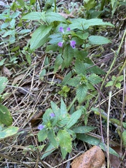 Galeopsis