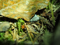 Otiorhynchus rugosostriatus