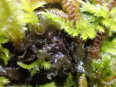 Scytinium polycarpum