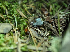 Otiorhynchus rugosostriatus