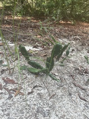 Opuntia drummondii