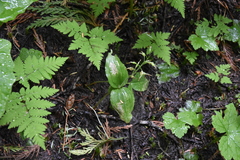 Neottia convallarioides